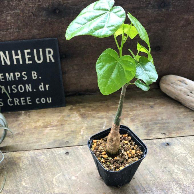 ボトルツリー ブラキキトン アケリフォリウス おしゃれな観葉植物