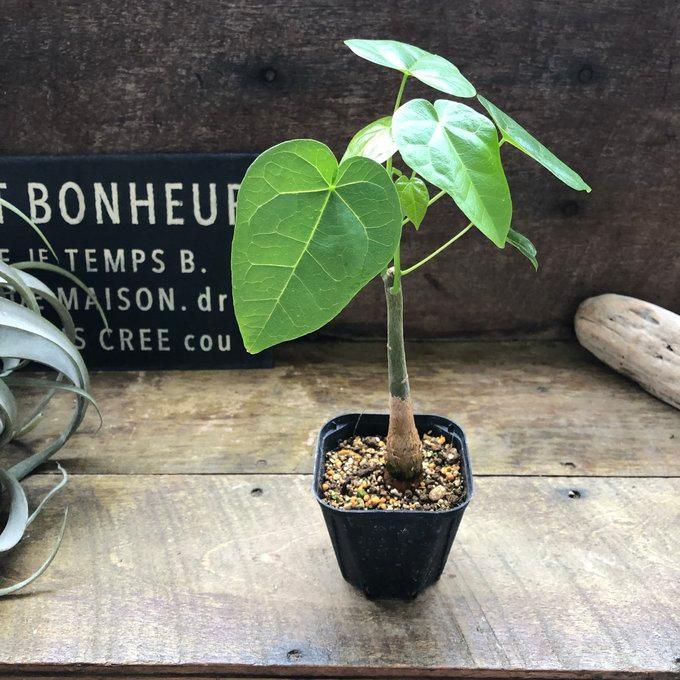 ボトルツリー ブラキキトン アケリフォリウス おしゃれな観葉植物