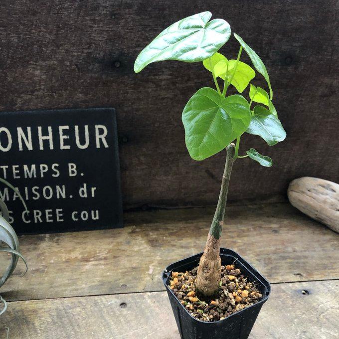 ボトルツリー ブラキキトン アケリフォリウス おしゃれな観葉植物