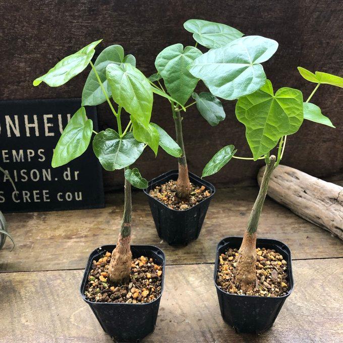 ボトルツリー ブラキキトン アケリフォリウス おしゃれな観葉植物