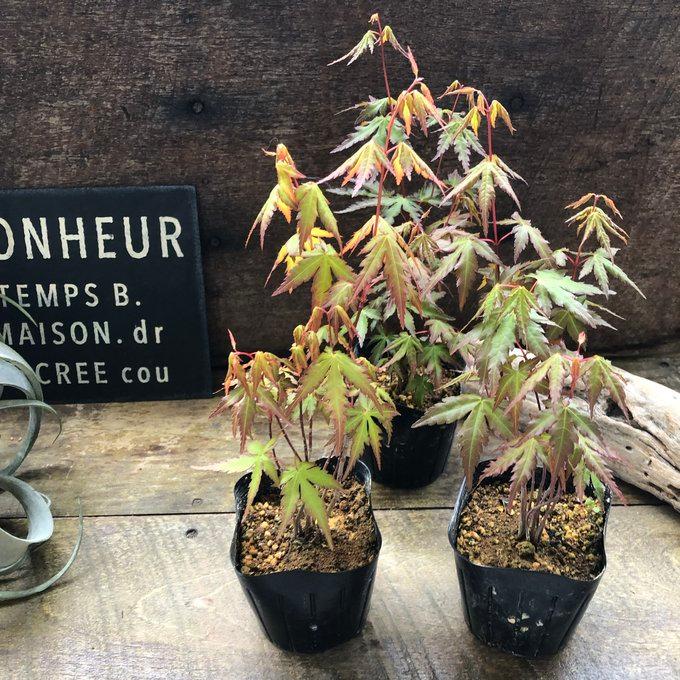 イロハモミジ 山紅葉 観葉植物 インテリア : パリジェンヌ - 通販