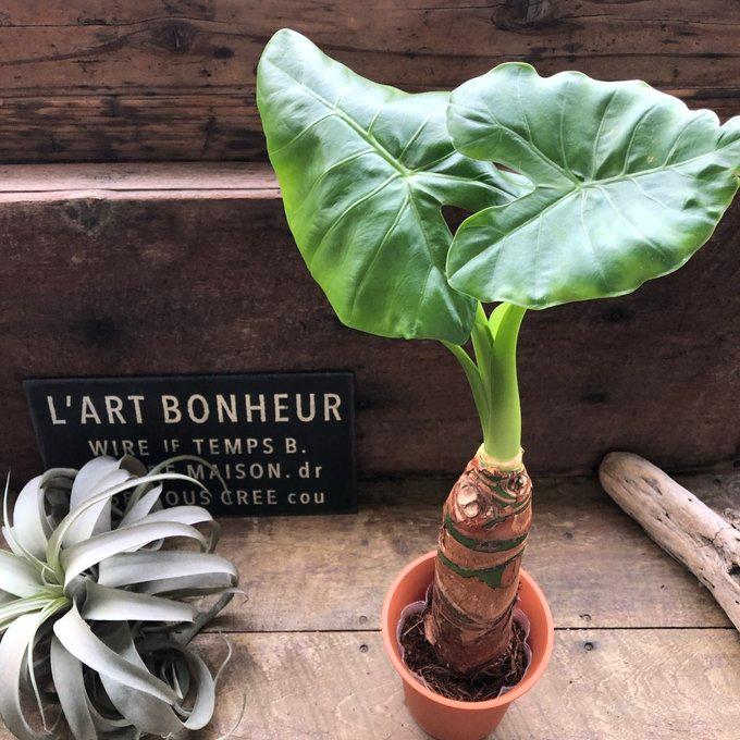 クワズイモ　観葉植物　9号 クワズイモ エキゾチック 育てやすい 観葉植物 : パリジェンヌ - 通販
