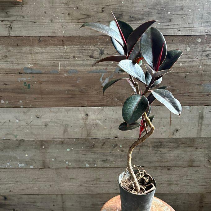 バーガンディー 5号 黒ゴムの木 フィカス 観葉植物 : パリジェンヌ