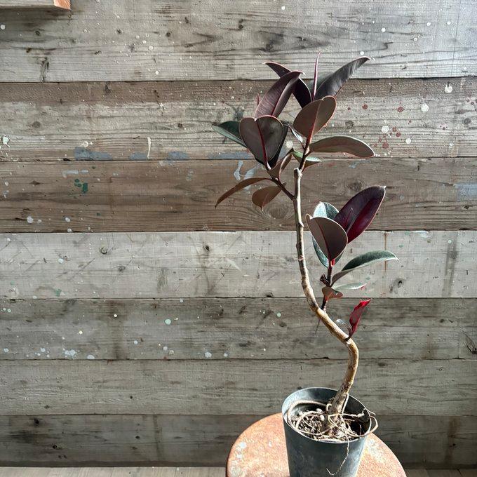 黒ゴムの木 バーガンディー 5号 黒ゴムの木 フィカス 観葉植物 : パリジェンヌ