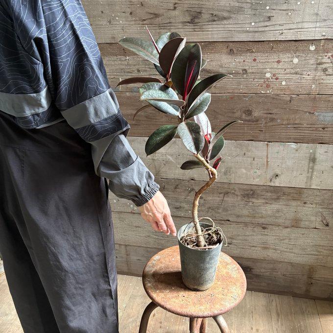 黒ゴムの木 Amazon｜観葉植物 黒ゴムの木 フィカス・バーガンディ 5号鉢 曲がり樹