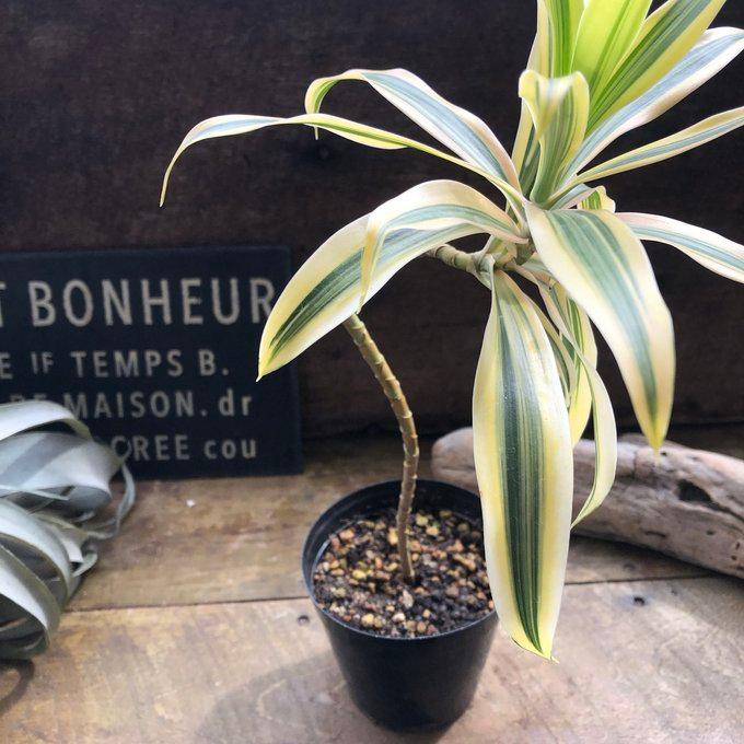 ドラセナ ソングオブインディア 斑入り おしゃれ 観葉植物 : パリ