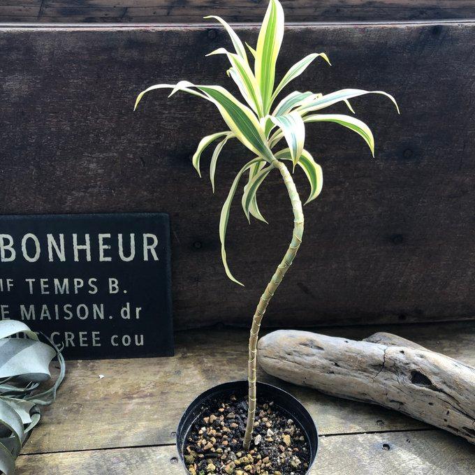 ドラセナ ソングオブインディア 斑入り おしゃれ 観葉植物 : パリ