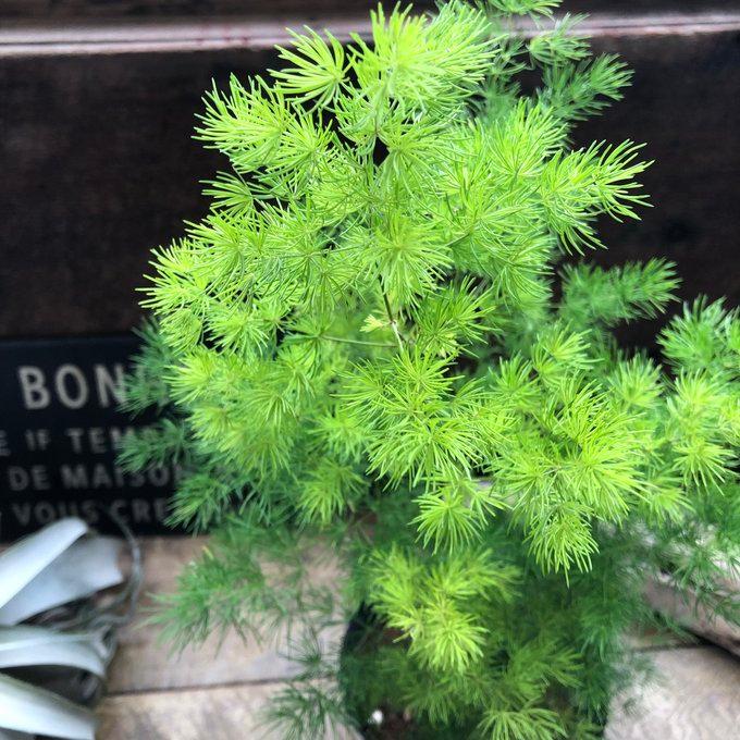 ミリオグラタス アスパラガス わさわさ4.5号 観葉植物 : パリジェンヌ