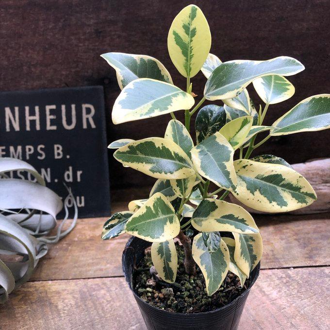 斑入り フランスゴムの木 ルビギノーサ 観葉植物 希少 : パリジェンヌ