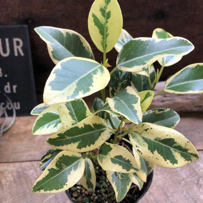 斑入り フランスゴムの木 ルビギノーサ 観葉植物 希少 : パリジェンヌ