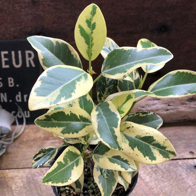 斑入り フランスゴムの木 ルビギノーサ 観葉植物 希少 : パリジェンヌ