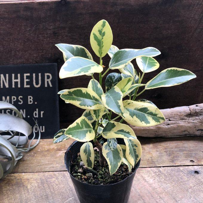 フランスゴムノキ　斑入り　約100cm 苗のみ 斑入り フランスゴムの木 ルビギノーサ 観葉植物 希少 : パリジェンヌ