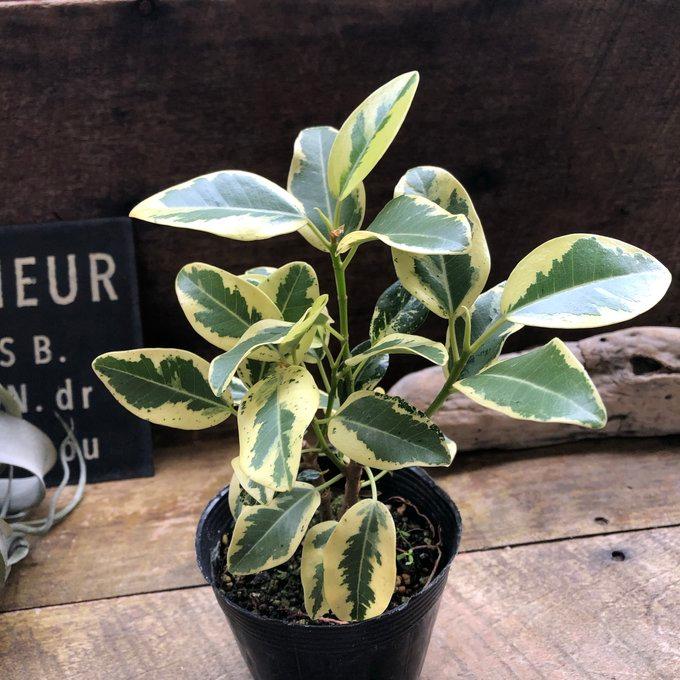 斑入り フランスゴムの木 ルビギノーサ 観葉植物 希少 : パリジェンヌ