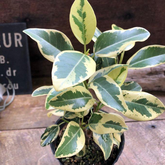 斑入り フランスゴムの木 ルビギノーサ 観葉植物 希少 : パリジェンヌ