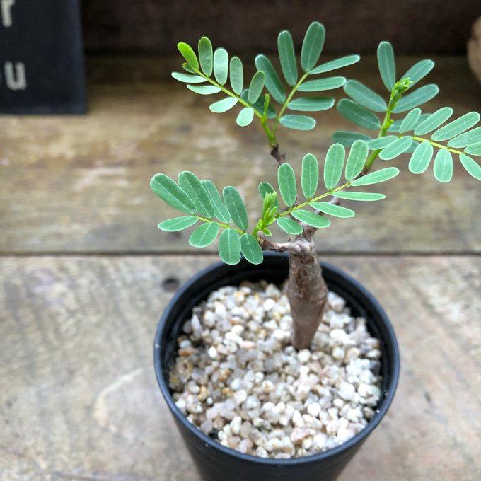センナ メリディオナリス Senna meridionalis コーデックス 塊根植物