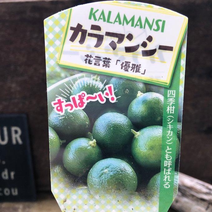 カラマンシー 爽やかな香り 四季柑 シキキツ苗 : パリジェンヌ - 通販
