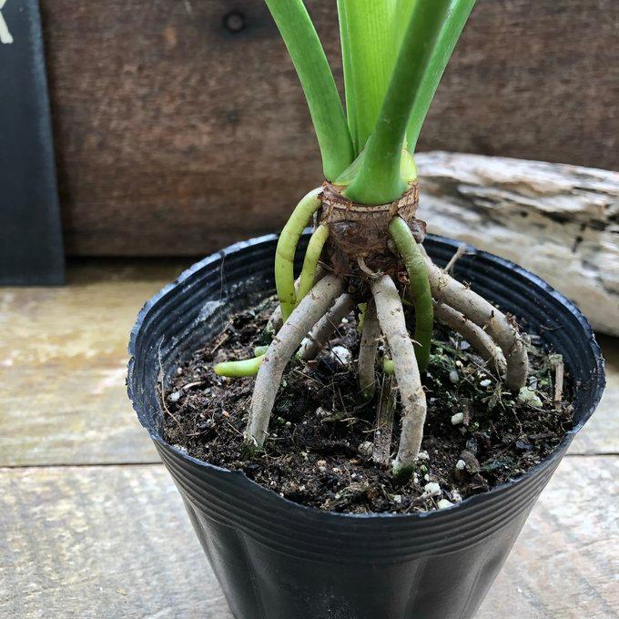 根上がりセローム 3.5号 観葉植物 インテリア ガーデニング : パリ