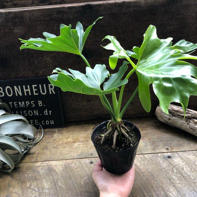 根上がりセローム 3.5号 観葉植物 インテリア ガーデニング : パリ