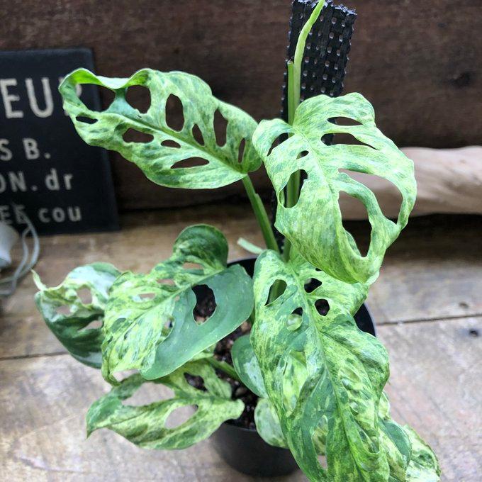 モトルド モンステラ 斑入り ツル性 希少 ガーデニング : パリジェンヌ