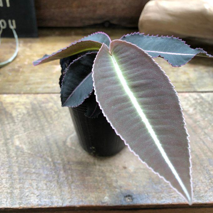 ラビシア プミラ 綺麗なライン 観葉植物 テラリウム : パリジェンヌ