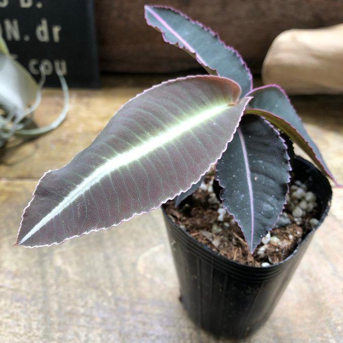ラビシア プミラ 綺麗なライン 観葉植物 テラリウム : パリジェンヌ