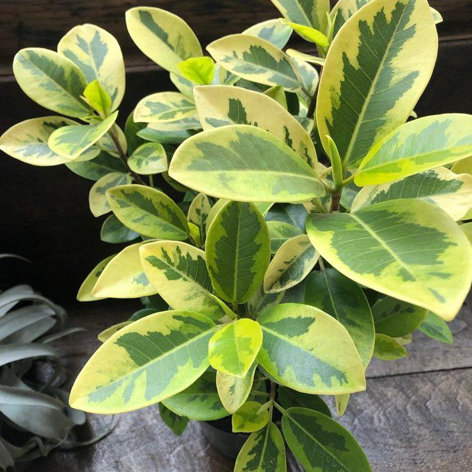 ユキ フランスゴム 斑入り 希少品種 幸福の木 観葉植物 : パリジェンヌ