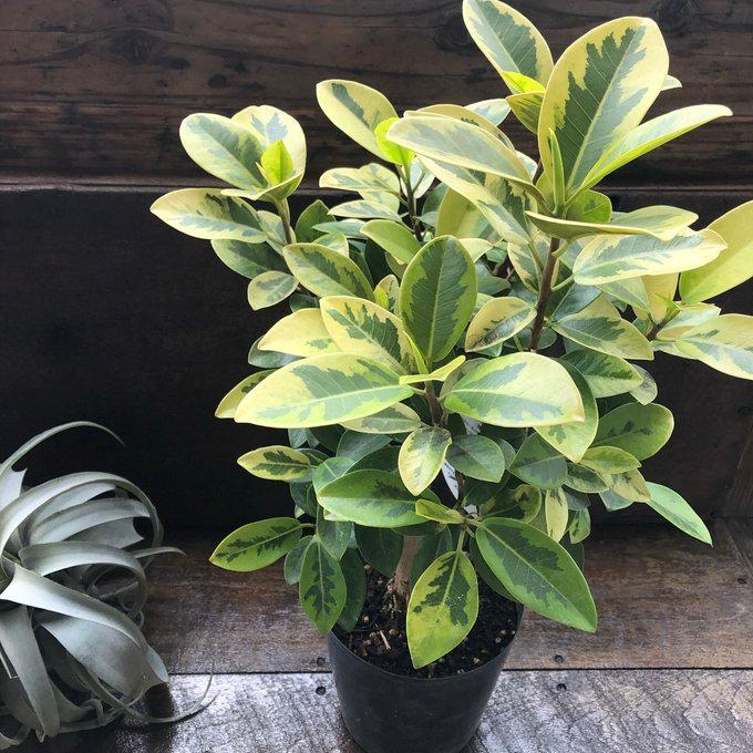 ユキ フランスゴム 斑入り 希少品種 幸福の木 観葉植物 : パリジェンヌ