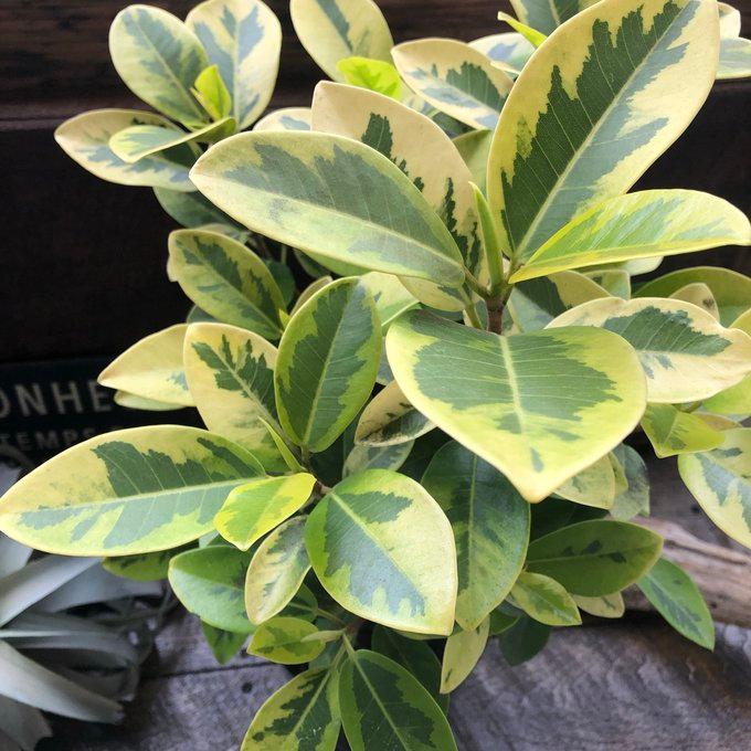 ユキ フランスゴム 斑入り 希少品種 幸福の木 観葉植物 : パリジェンヌ
