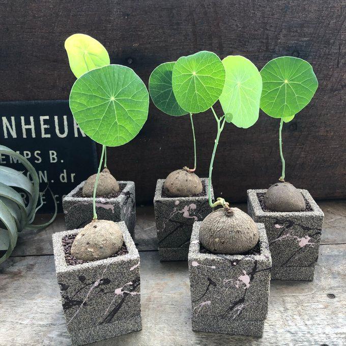 超希少　塊根植物 ねじれ幹　ユーカリ 塊根のみ】 ステファニア エレクタ 超希少 塊根植物 : パリジェンヌ