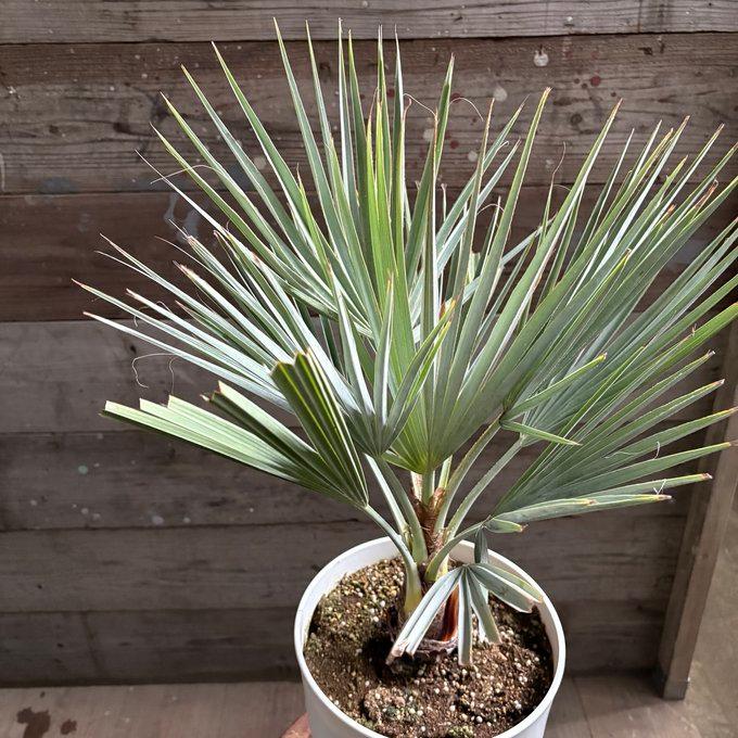ブラヘア・アルマータ（Brahea armata） ブルーヘスパーパーム ドライ