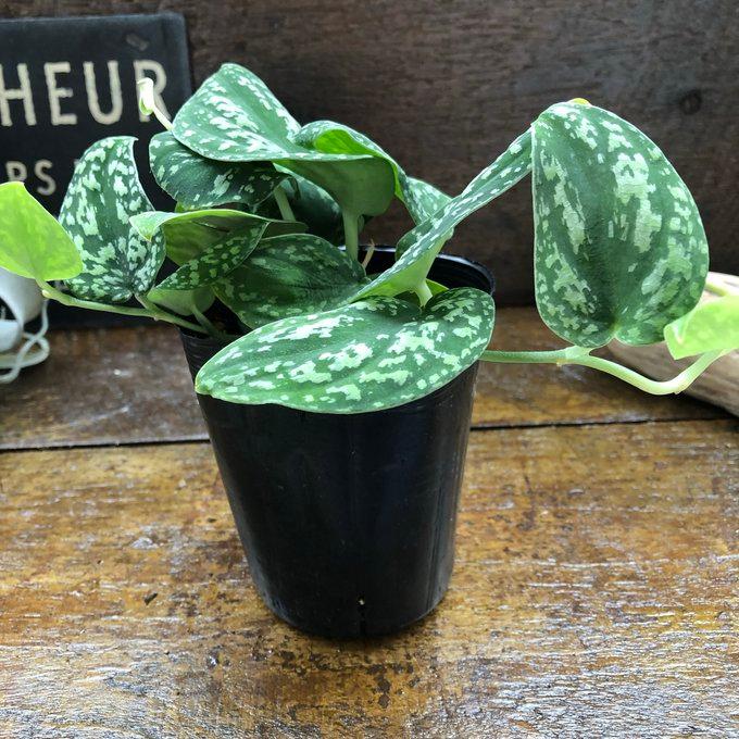 ピクタム トリカラー スキンダプサス 観葉植物 ガーデニング : パリ