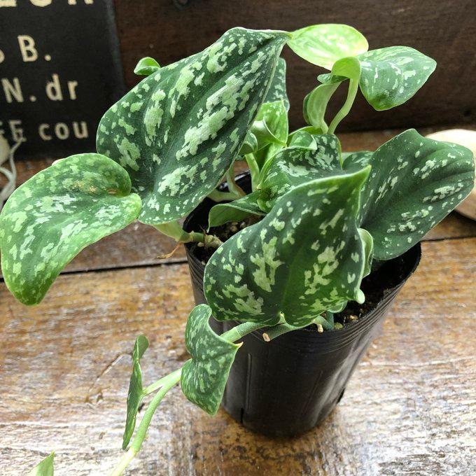 ピクタム トリカラー スキンダプサス 観葉植物 ガーデニング : パリ