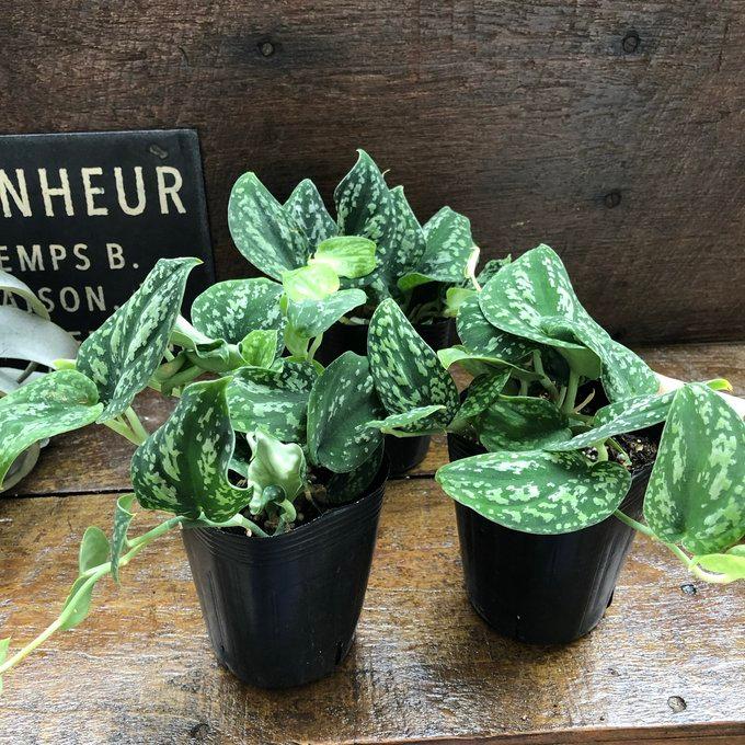 ピクタム トリカラー スキンダプサス 観葉植物 ガーデニング : パリ