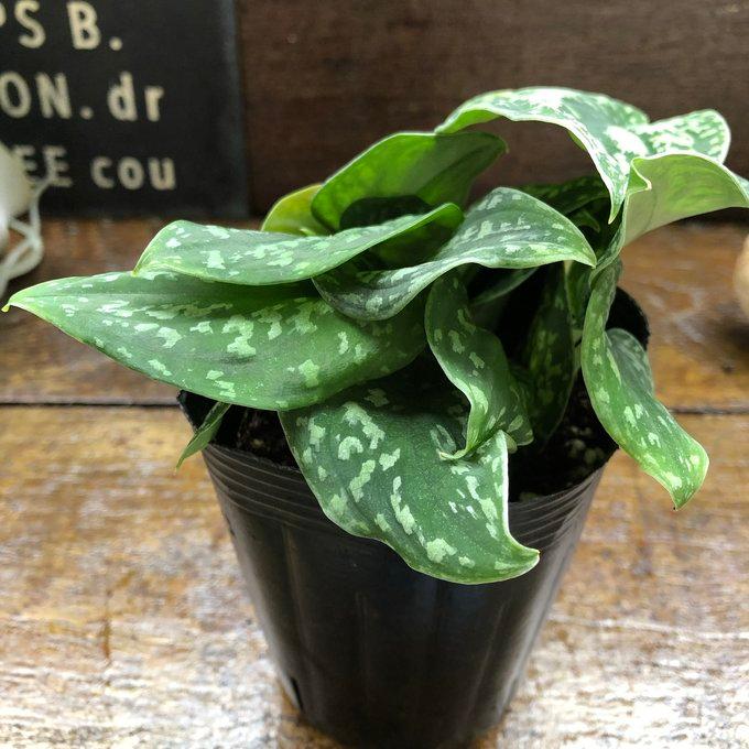 ピクタム トリカラー スキンダプサス 観葉植物 ガーデニング : パリ