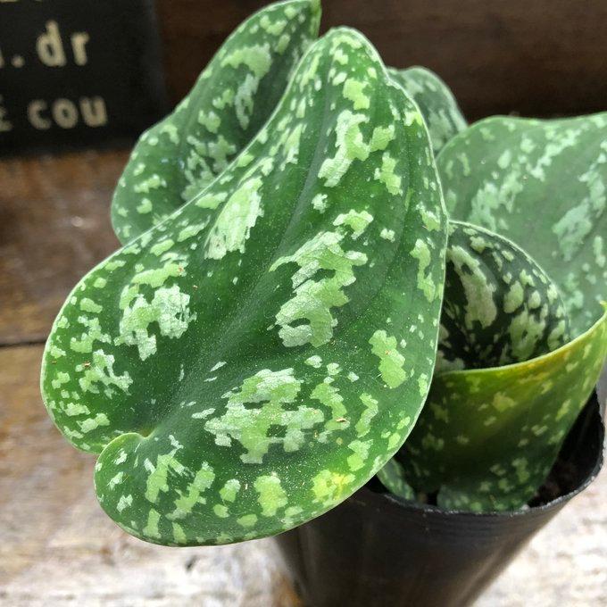 ピクタム トリカラー スキンダプサス 観葉植物 ガーデニング : パリ