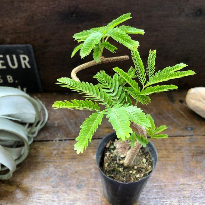 曲がり木 エバーフレッシュ 2.5号 観葉植物 インテリア : パリジェンヌ