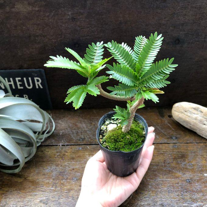 曲がり木 エバーフレッシュ 2.5号 観葉植物 インテリア : パリジェンヌ