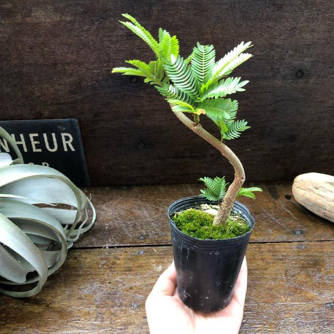 曲がり木 エバーフレッシュ 2.5号 観葉植物 インテリア : パリジェンヌ