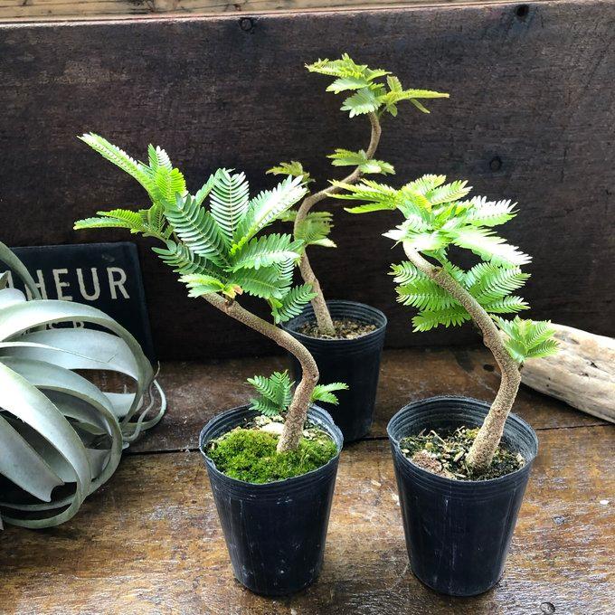 曲がり木 エバーフレッシュ 2.5号 観葉植物 インテリア : パリジェンヌ