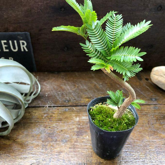 曲がり木 エバーフレッシュ 2.5号 観葉植物 インテリア : パリジェンヌ