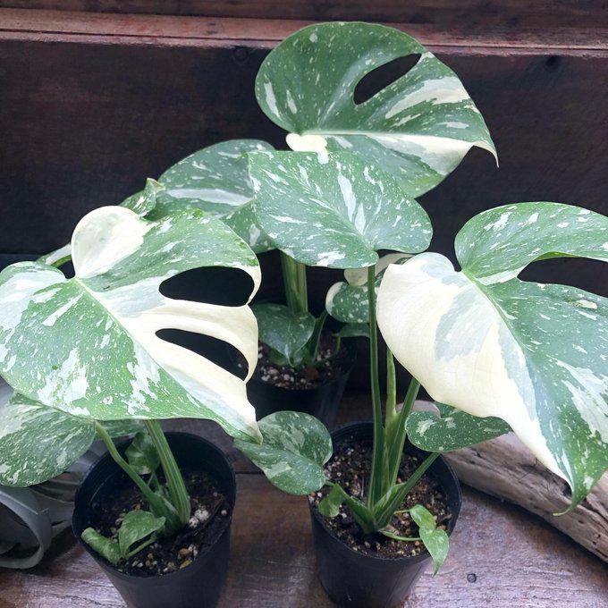 斑入りモンステラ 3.5号 希少 タイコンステレーション 立派な観葉植物