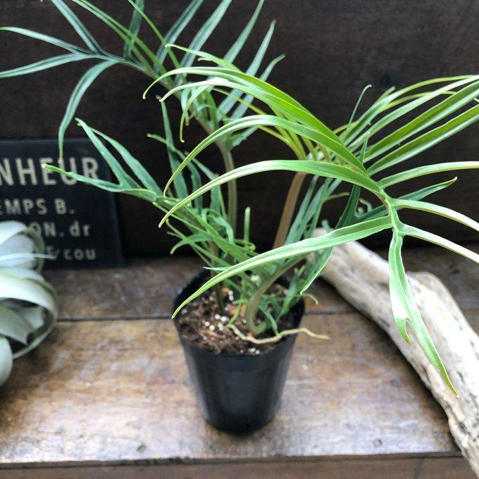 トータム フィロデンドロン 細葉 切れ込み 観葉植物 : パリジェンヌ