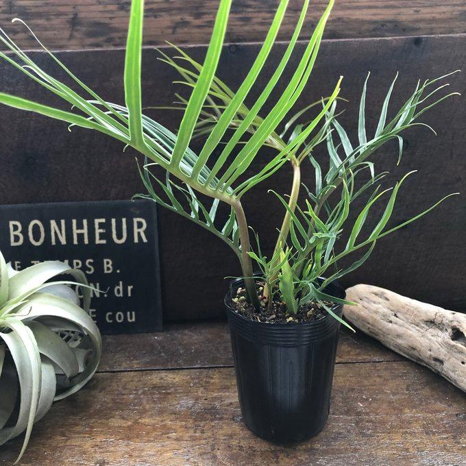 トータム フィロデンドロン 細葉 切れ込み 観葉植物 : パリジェンヌ