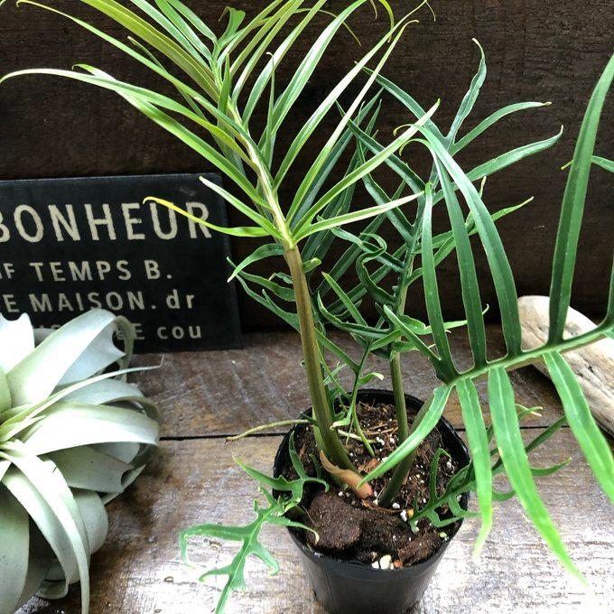 トータム フィロデンドロン 細葉 切れ込み 観葉植物 : パリジェンヌ