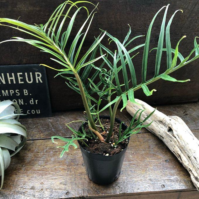 トータム フィロデンドロン 細葉 切れ込み 観葉植物 : パリジェンヌ