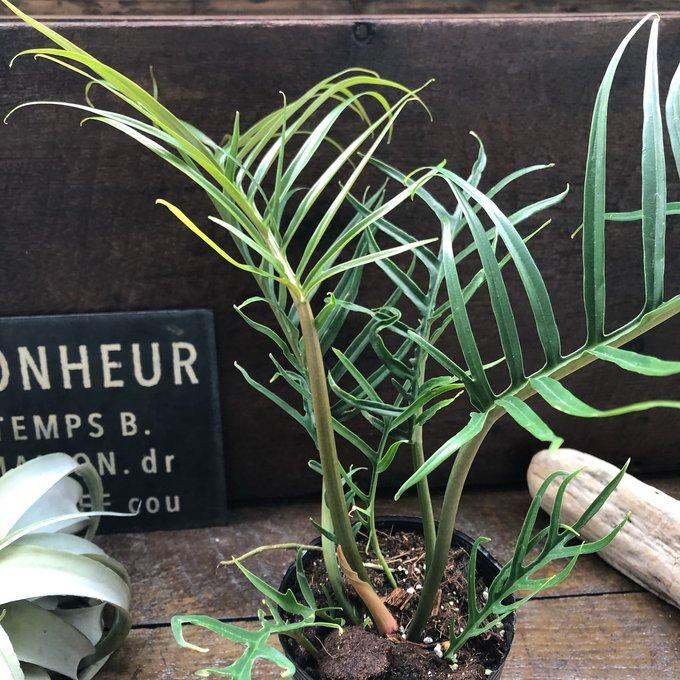 トータム フィロデンドロン 細葉 切れ込み 観葉植物 : パリジェンヌ