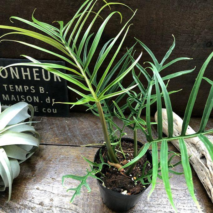 トータム フィロデンドロン 細葉 切れ込み 観葉植物 : パリジェンヌ
