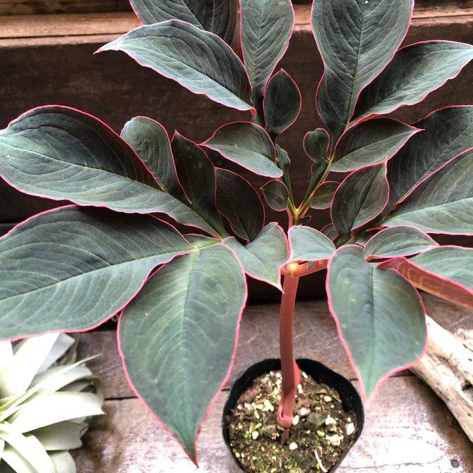 アモルフォファルス 希少 赤茎が魅力の観葉植物 : パリジェンヌ - 通販 