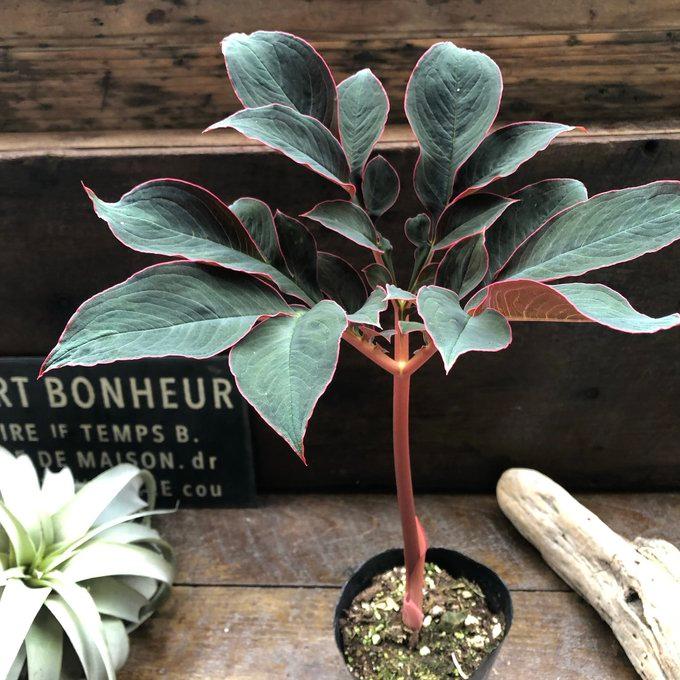 アモルフォファルス 希少 赤茎が魅力の観葉植物 : パリジェンヌ - 通販 