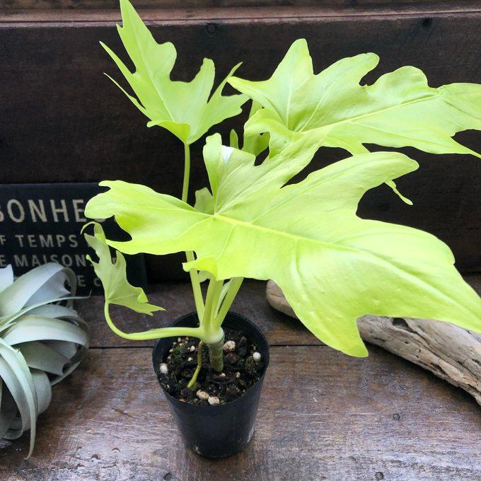 オーレア フィロデンドロン ワルセヴィッチ 斑入り 観葉植物 : パリ